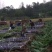 【推荐】精品黑皮甘蔗产地大量上，量大价优欢迎合作下单