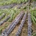 【推荐】精品黑皮甘蔗产地大量上，量大价优欢迎合作下单