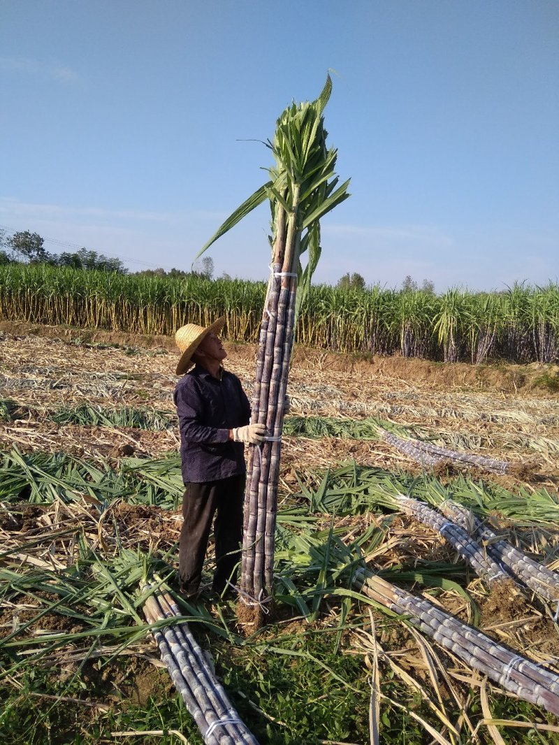 【推荐】精品黑皮甘蔗产地大量上，量大价优欢迎合作下单