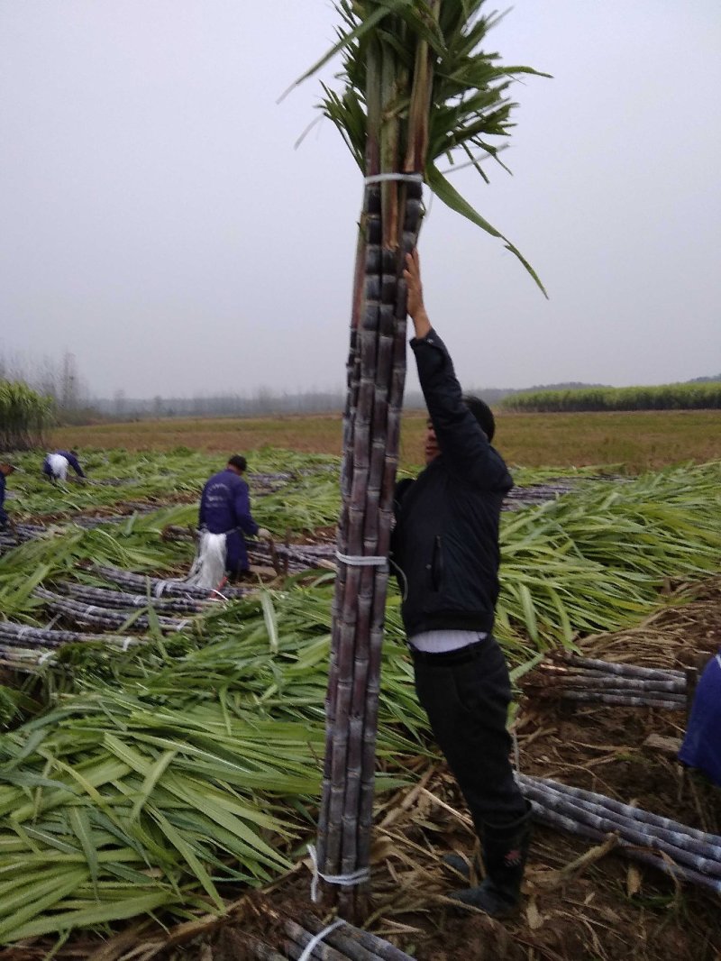 【推荐】精品黑皮甘蔗产地大量上，量大价优欢迎合作下单