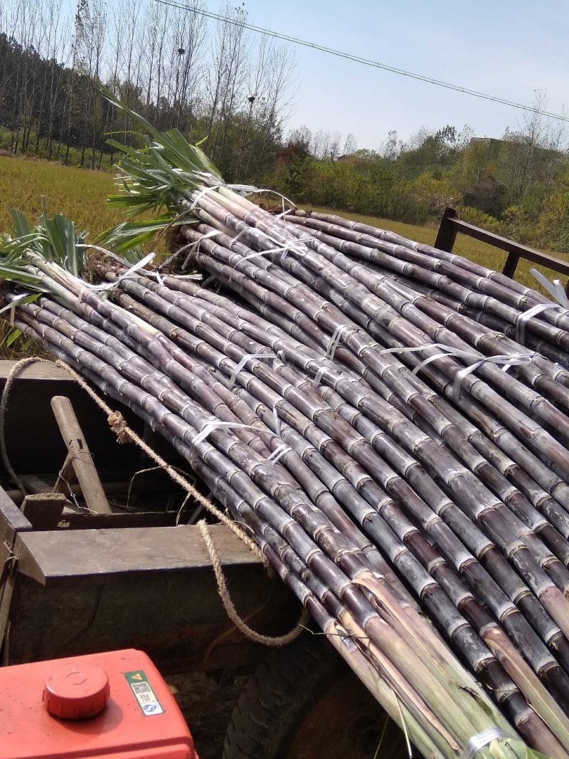 【推荐】精品黑皮甘蔗产地大量上，量大价优欢迎合作下单