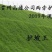 草坪种子绿化草籽四季常青低矮耐践踏护坡草种子草籽种籽