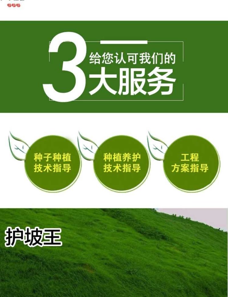 草坪种子绿化草籽四季常青低矮耐践踏护坡草种子草籽种籽