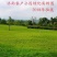 草坪种子绿化草籽四季常青低矮耐践踏护坡草种子草籽种籽