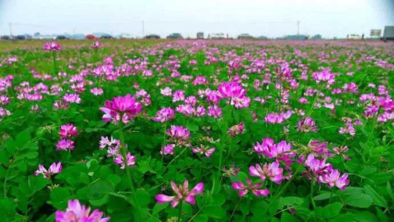 紫云英种子红花草种子养蜂蜜源高产绿肥牧草种子食用野菜种籽