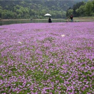 紫云英种子红花草种子养蜂蜜源高产绿肥牧草种子食用野菜种籽
