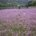 紫云英种子红花草种子养蜂蜜源高产绿肥牧草种子食用野菜种籽