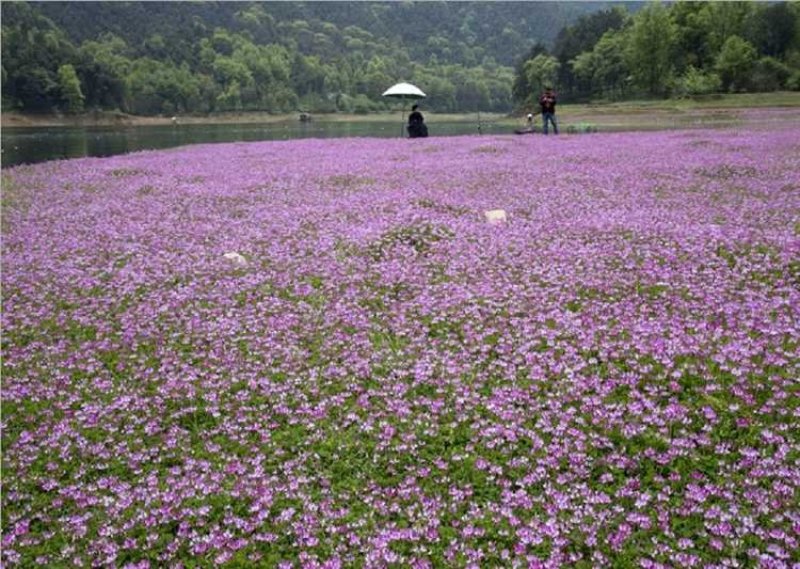 紫云英种子红花草种子养蜂蜜源高产绿肥牧草种子食用野菜种籽