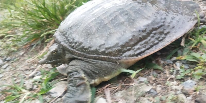 农家原生态甲鱼水鱼团鱼有机水产生鲜活野外正宗中华鳖特产