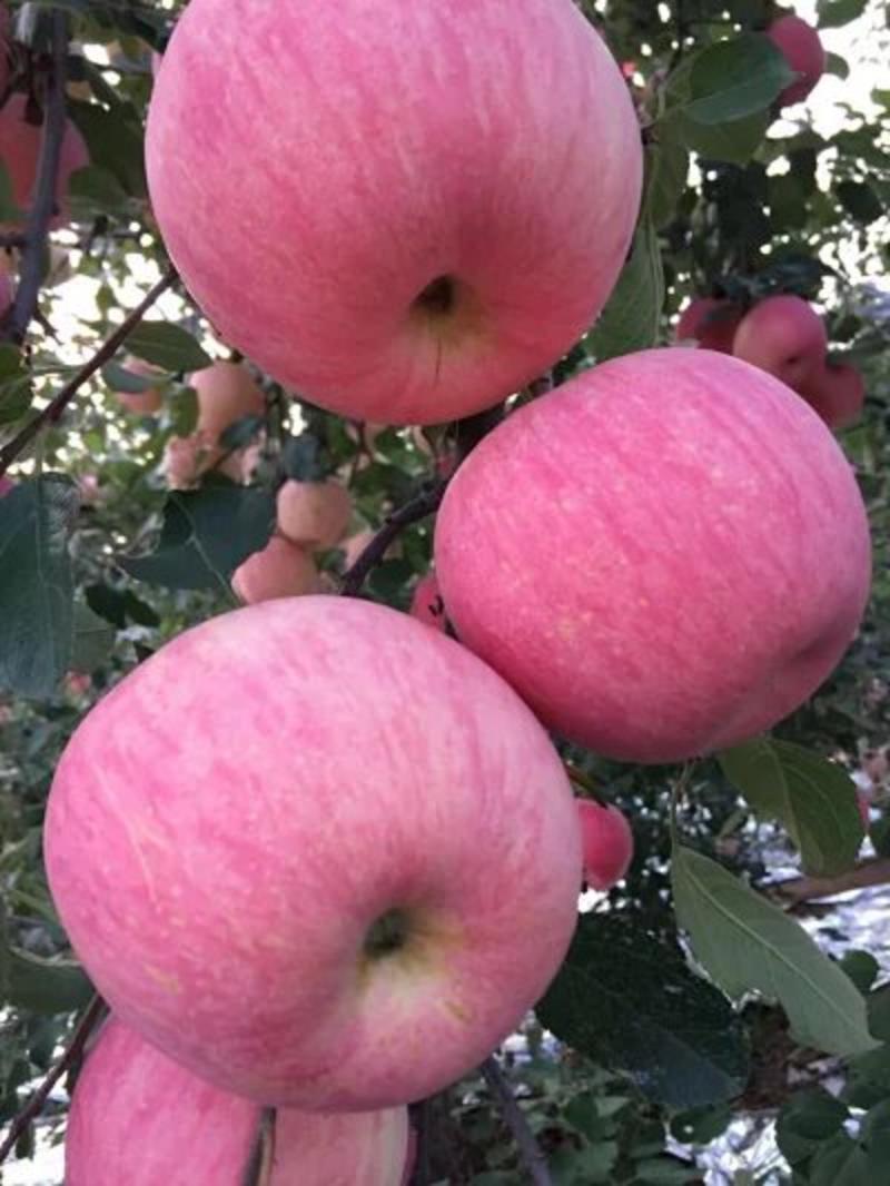 产自大西北黄土高原的优质苹果个大皮色度鲜艳，口感酸甜多汁