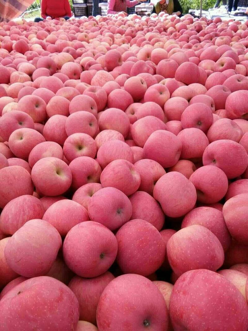 产自大西北黄土高原的优质苹果个大，色度均匀，亮度好，糖度