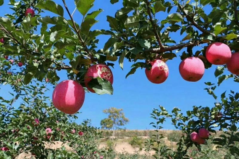 产自大西北黄土高原的优质苹果个大皮色度鲜艳，口感酸甜多汁