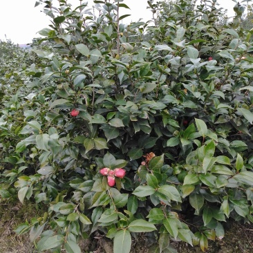 茶花品种，六角大红，花红色鲜艳花大，层次分明，是茶花中上