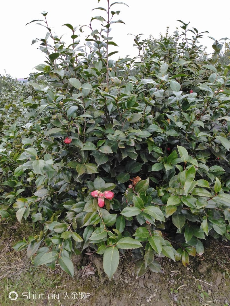 茶花品种，六角大红，花红色鲜艳花大，层次分明，是茶花中上