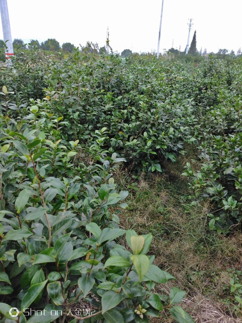 茶花品种，六角大红，花红色鲜艳花大，层次分明，是茶花中上