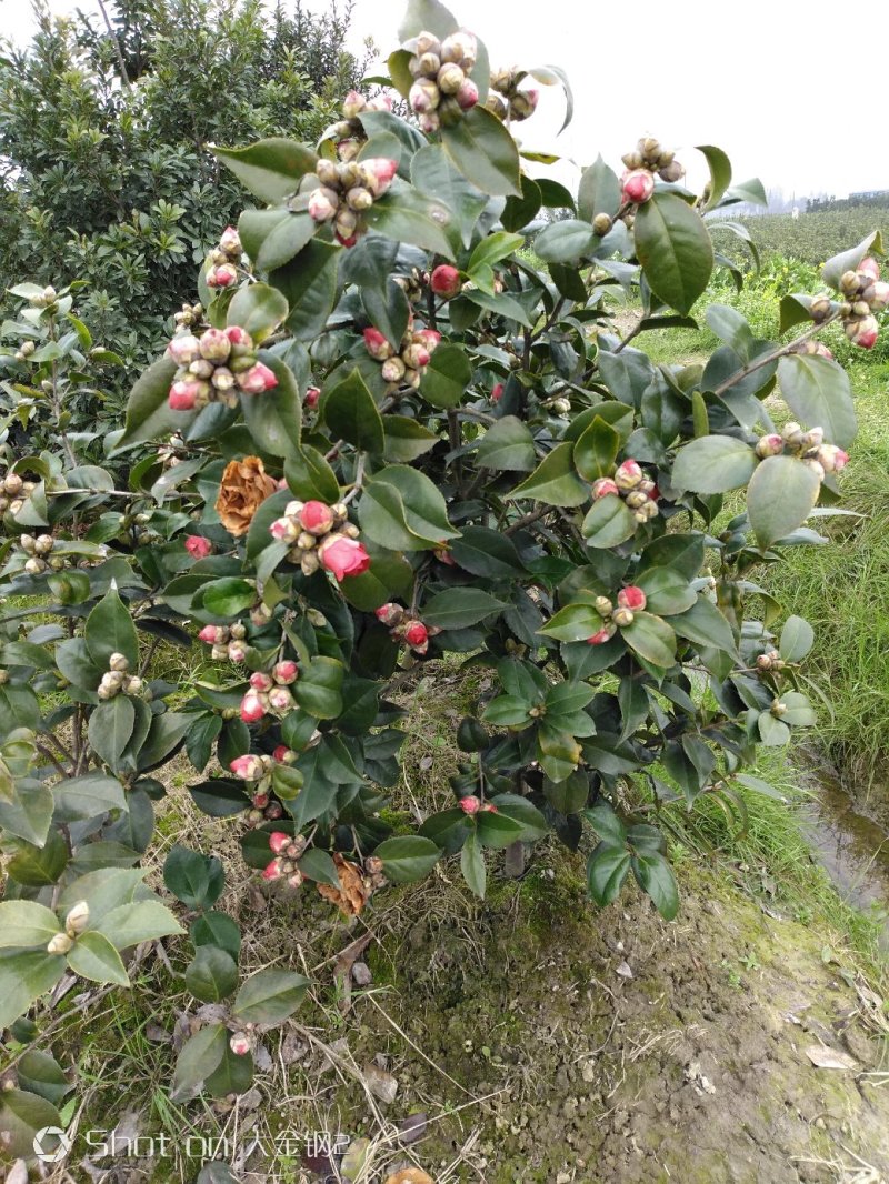 茶花品种，六角大红，花红色鲜艳花大，层次分明，是茶花中上