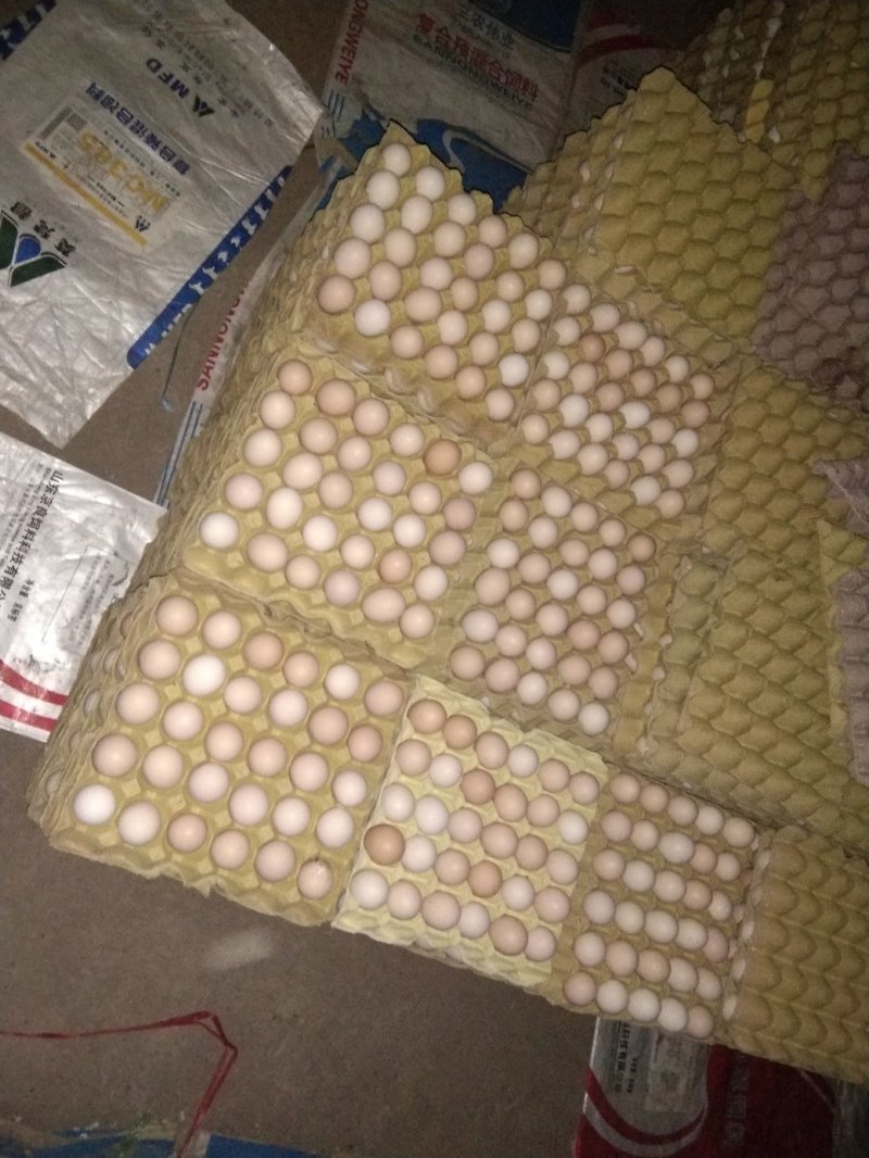 粉壳蛋，农三，粉六，粉八新杨黑，金凤！各种品种各种规格！