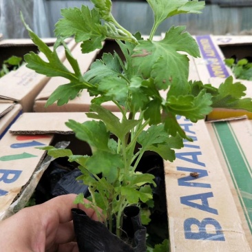 地被菊混色多色10月份开花基地直供