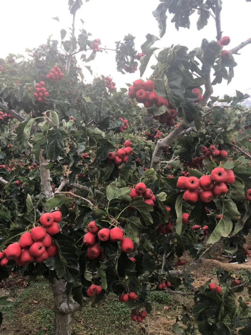 三百万吨打浆果大金星山楂出售中，，货源充足，质量好，可代
