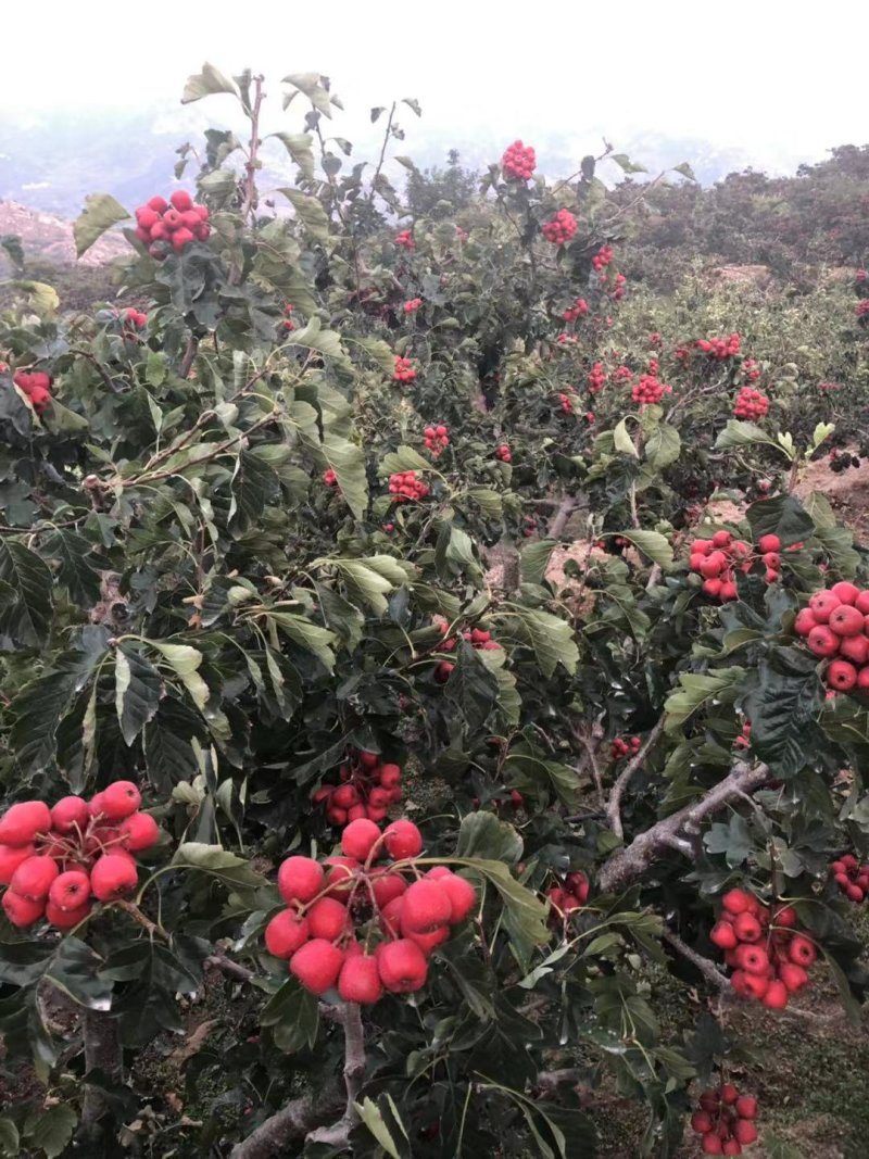 三百万吨打浆果大金星山楂出售中，，货源充足，质量好，可代