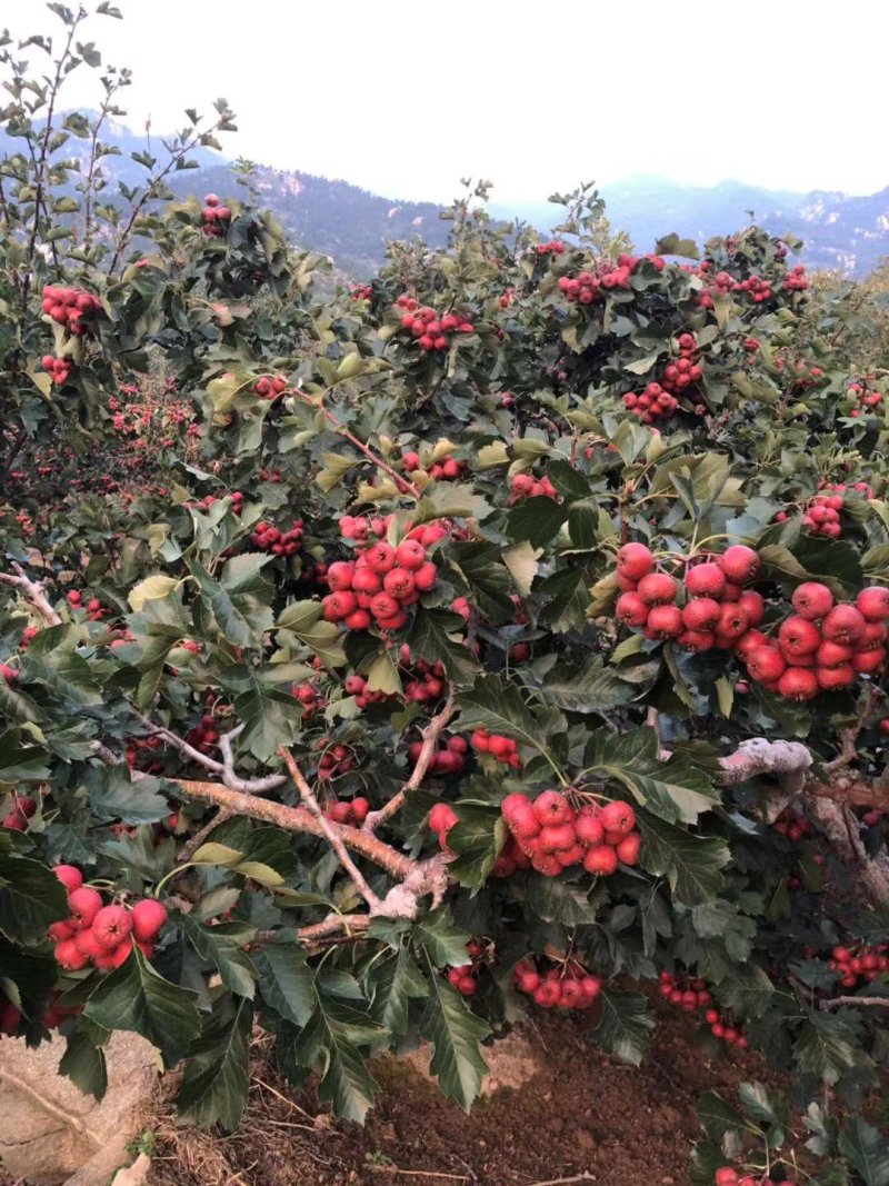 三百万吨打浆果大金星山楂出售中，，货源充足，质量好，可代
