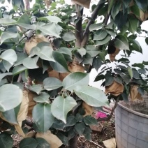 晚秋黄梨