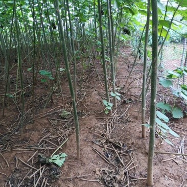 速生泡桐苗，量大质优，规格齐全