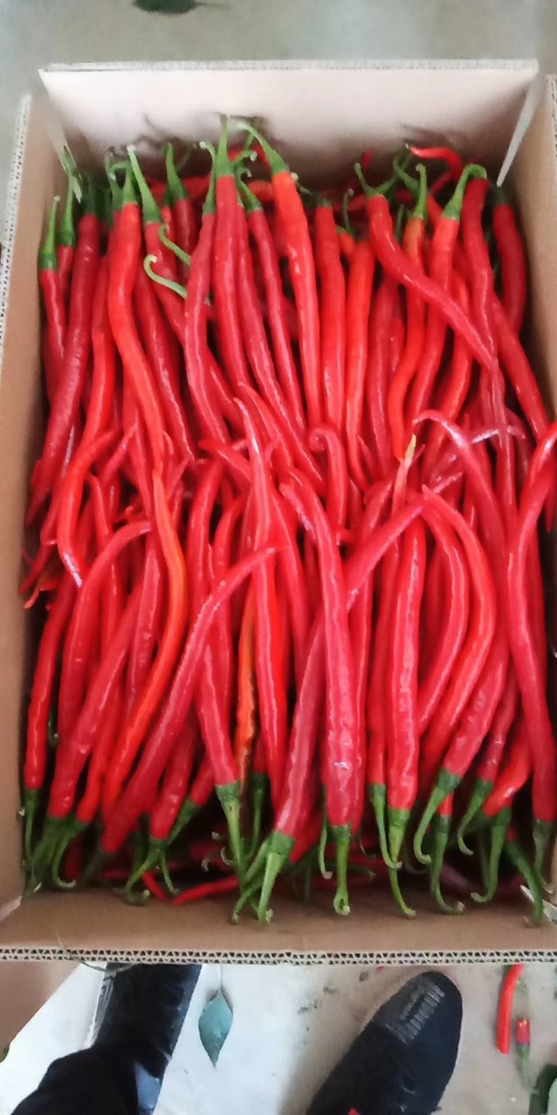 【新鲜直达】陕西渭南鲜辣椒线椒产地直供可视频看货