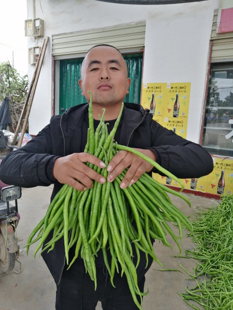 【新鲜直达】陕西渭南鲜辣椒线椒产地直供可视频看货