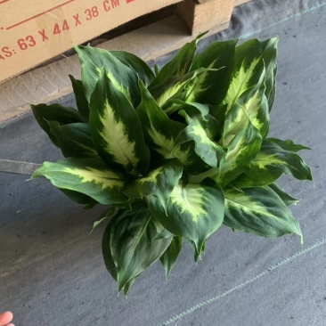 万年青盆栽多品种可以拼箱，一箱代发