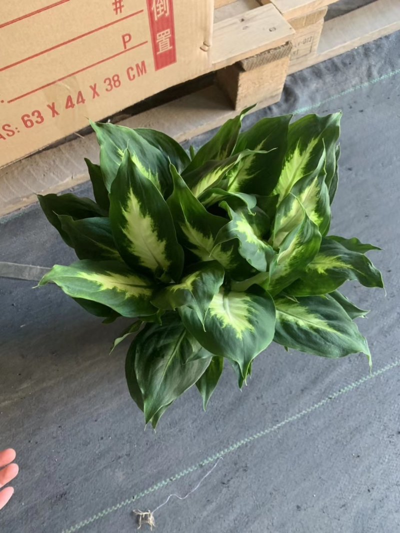 万年青盆栽多品种可以拼箱，一箱代发