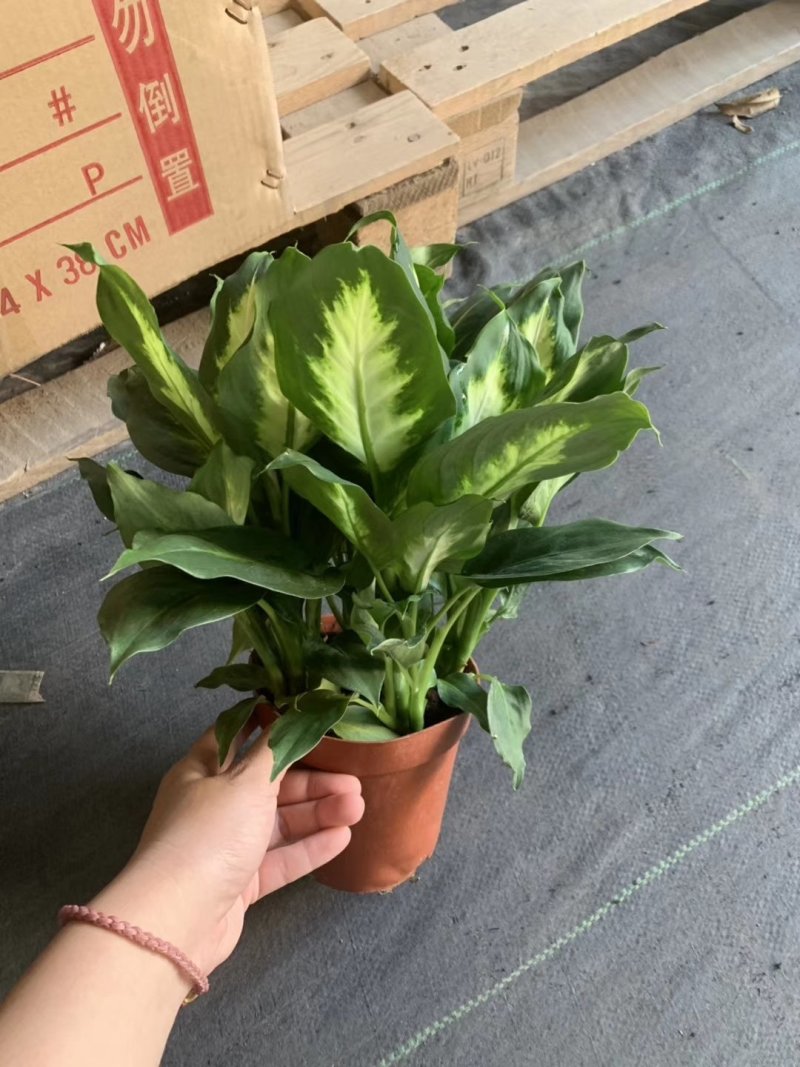 万年青盆栽多品种可以拼箱，一箱代发