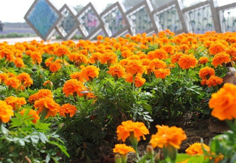 孔雀草种子耐寒秋播花卉植物盆栽景观工程园林花海花草花种子