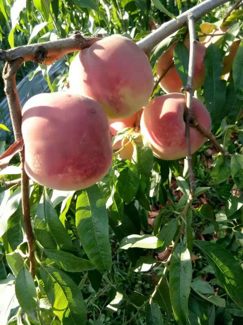 半离核蜜桃