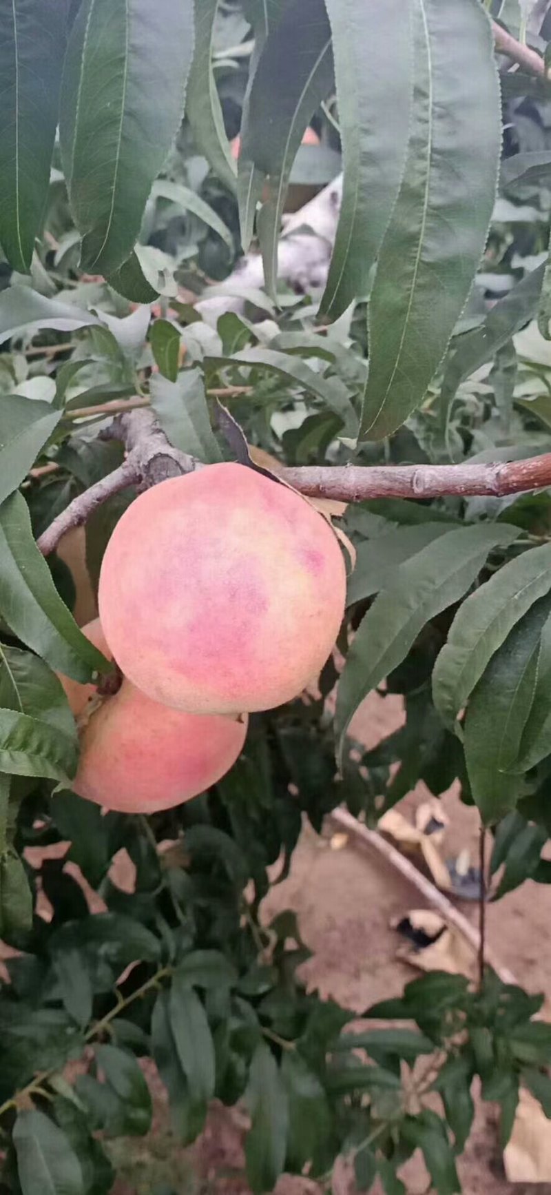 半离核蜜桃