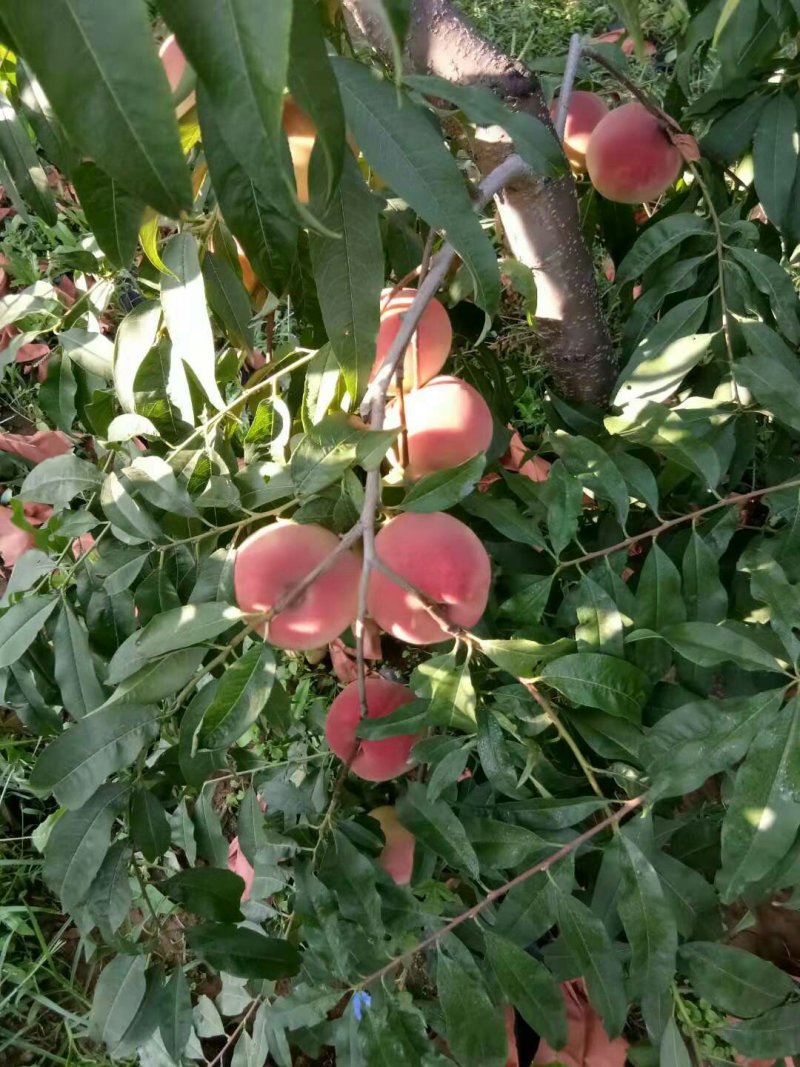 半离核蜜桃