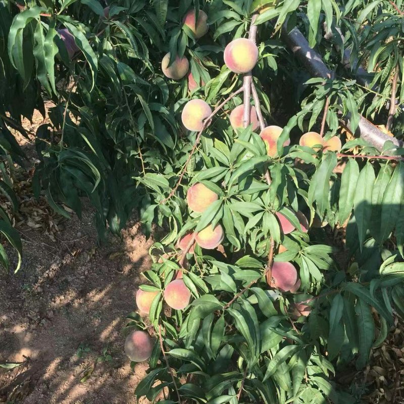 半离核蜜桃