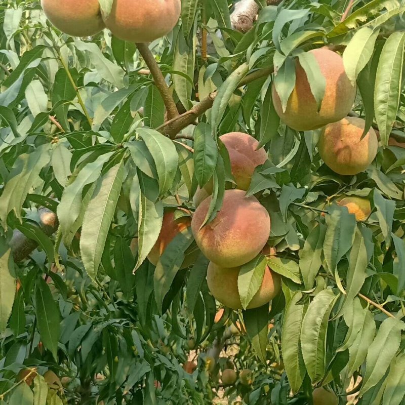 半离核蜜桃