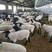 杜泊绵羊，澳洲白绵羊，萨福克，种公羊，羊苗，全国发货