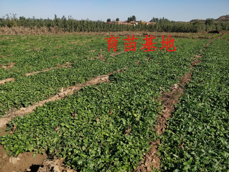 丹参苗山东产地基地直供新鲜(包含量)