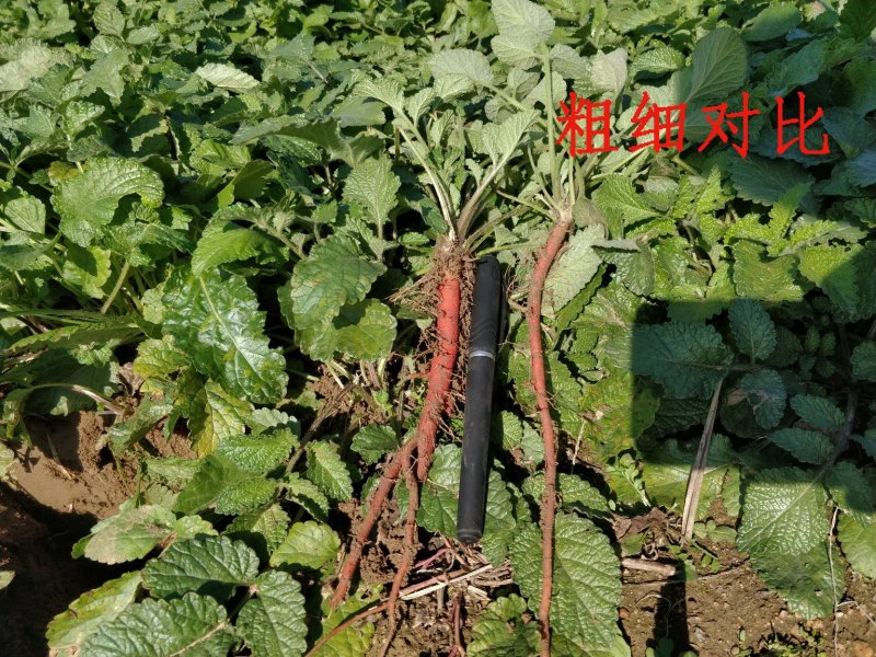 丹参苗山东产地基地直供新鲜(包含量)