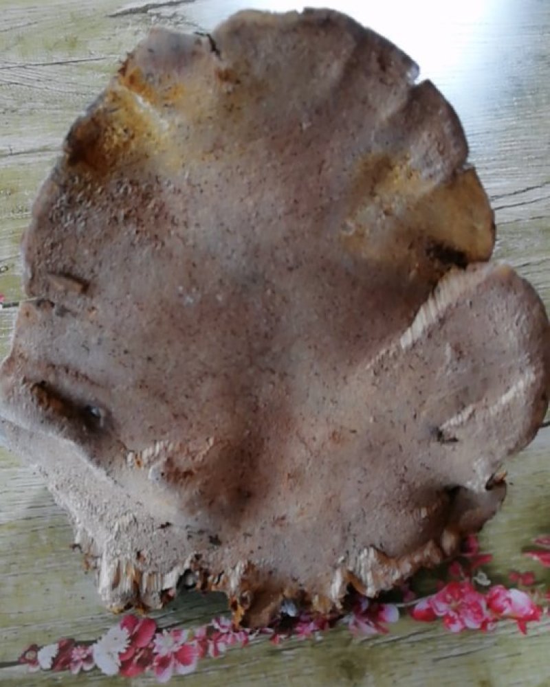 桦树茸，松树桑黄，白灵芝，蘑菇常年出售
