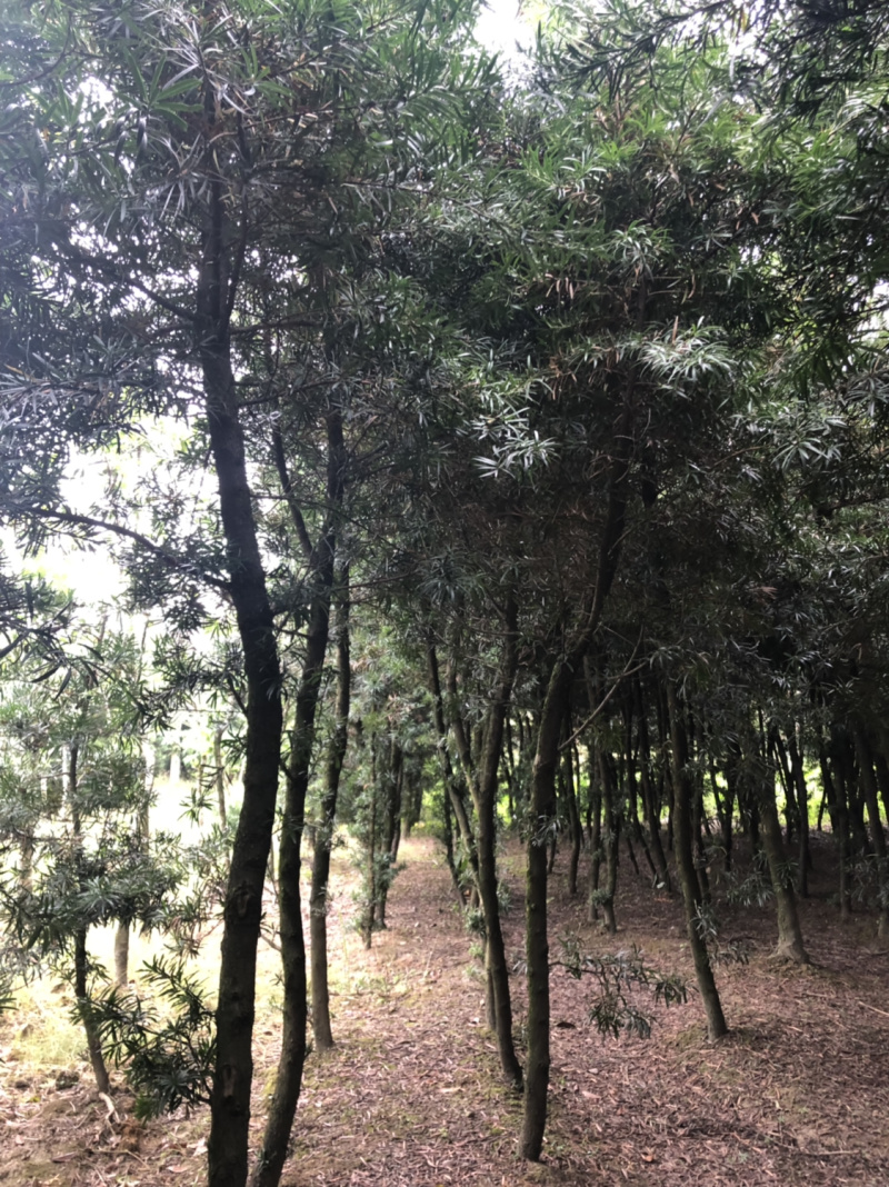 罗汉松占地用苗5～10脱杆两米左右，一千多棵