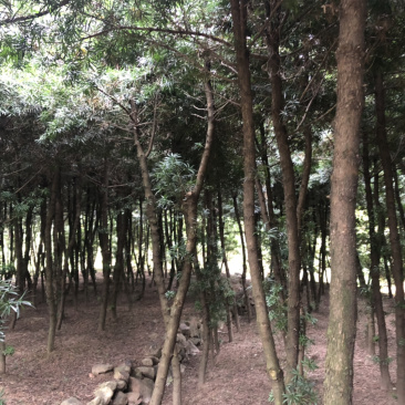 罗汉松占地用苗5～10脱杆两米左右，一千多棵