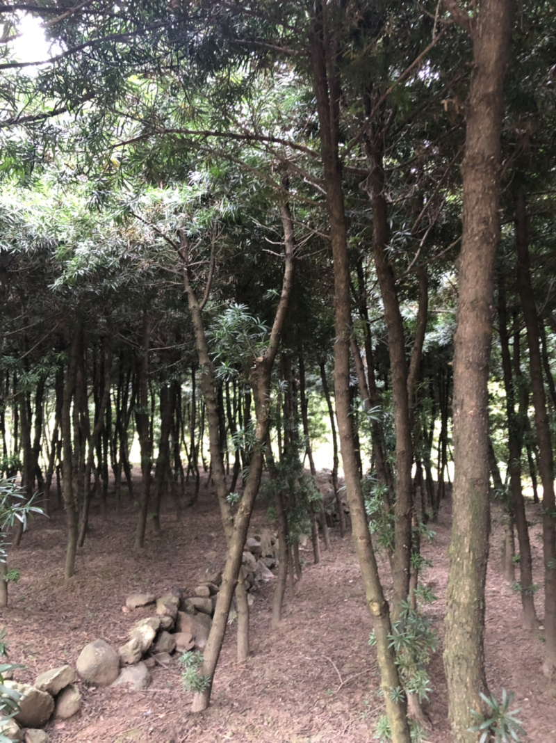 罗汉松占地用苗5～10脱杆两米左右，一千多棵