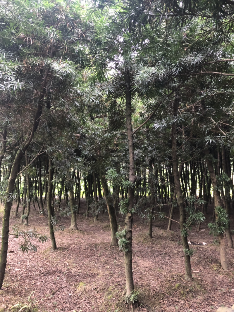 罗汉松占地用苗5～10脱杆两米左右，一千多棵