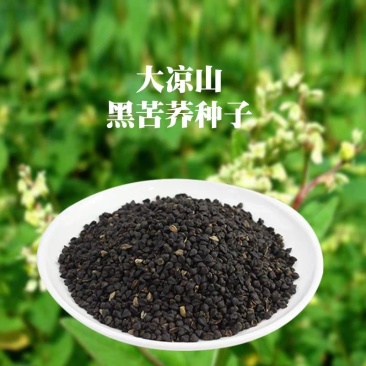 荞麦种子包邮优质甜荞麦种子黑荞麦种子苦荞种子四季种植芽