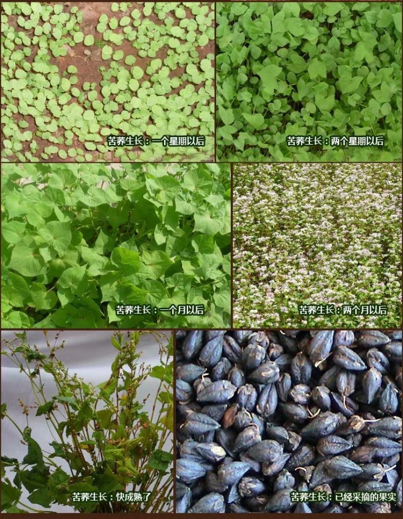 荞麦种子包邮优质甜荞麦种子黑荞麦种子苦荞种子四季种植芽