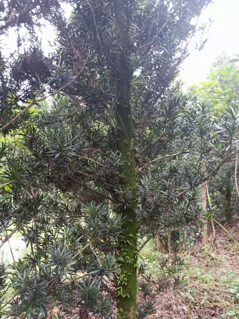 10-12.公分，高3.5多罗汉松