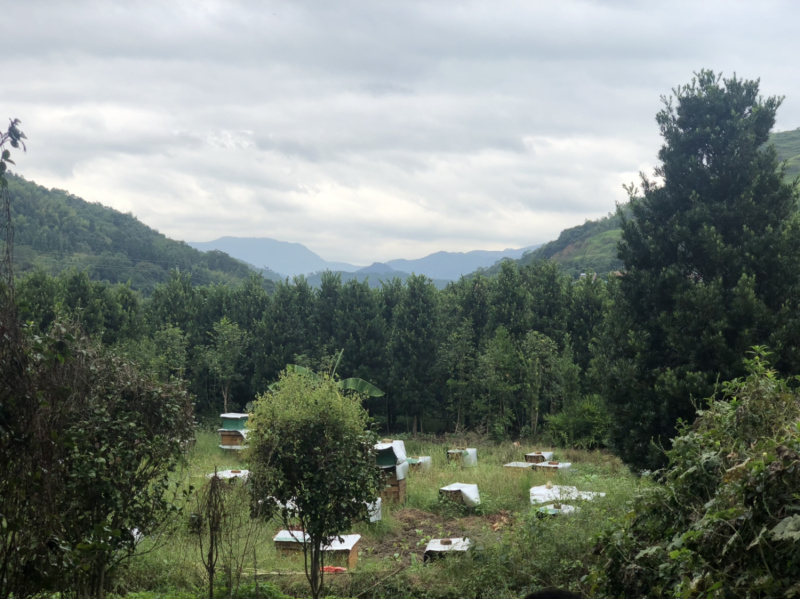 10-12.公分，高3.5多罗汉松